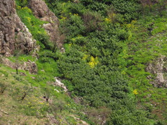 Senecio subcanescens