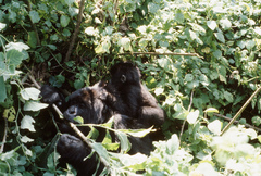 Gorilla beringei beringei
