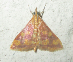 Stenochora lancinalis