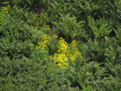 Senecio subcanescens