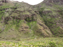 Senecio subcanescens