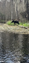 Anhinga anhinga
