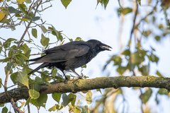 Corvus corone