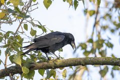 Corvus corone
