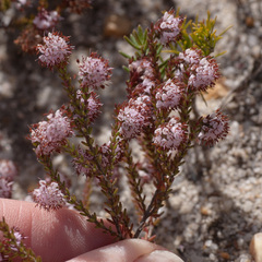 Erica glabella
