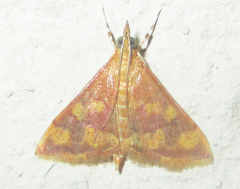 Stenochora lancinalis