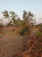 Xeroderris stuhlmannii