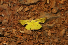 Corymica arnearia