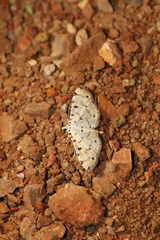 Pycnarmon cribrata