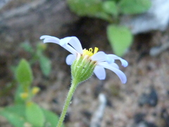 Felicia merxmuelleri