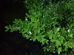 Buxus microphylla