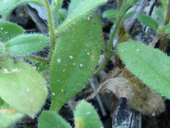 Felicia merxmuelleri