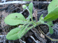 Felicia merxmuelleri