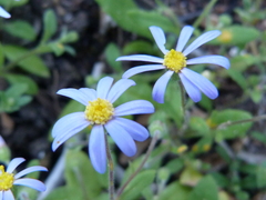 Felicia merxmuelleri