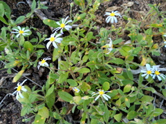 Felicia merxmuelleri