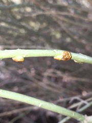 Rhopalomyia glutinosa