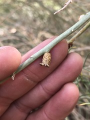 Rhopalomyia utahensis