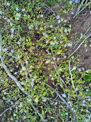 Felicia merxmuelleri