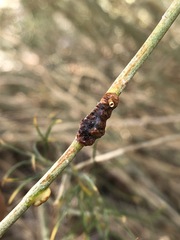 Rhopalomyia glutinosa