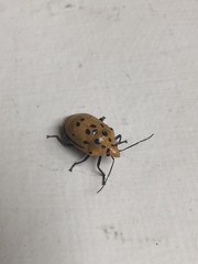 Augocoris gomesii