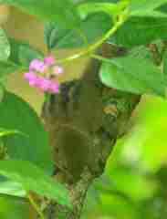 Funambulus sublineatus