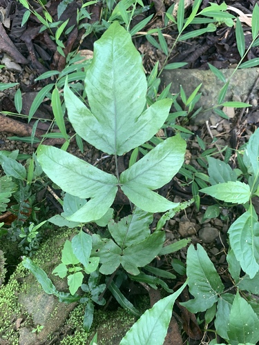 Tectaria polymorpha (Tectaria polymorpha)