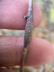 Neolasioptera convolvuli