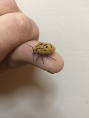 Augocoris gomesii