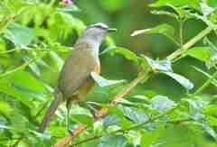 Montecincla fairbanki