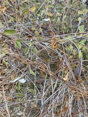 Neolasioptera convolvuli