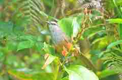 Montecincla fairbanki