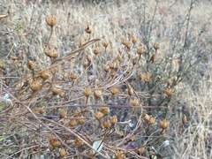 Neolasioptera convolvuli