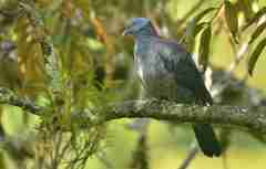 Columba elphinstonii