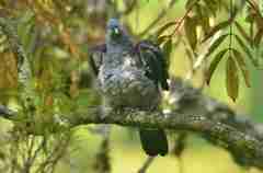 Columba elphinstonii