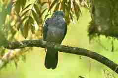 Columba elphinstonii