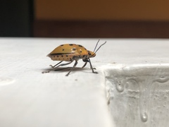 Augocoris gomesii