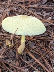 Leucocoprinus tricolor