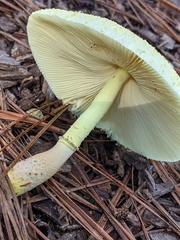 Leucocoprinus tricolor