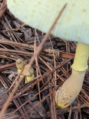 Leucocoprinus tricolor