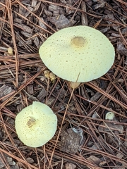 Leucocoprinus tricolor