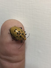 Augocoris gomesii