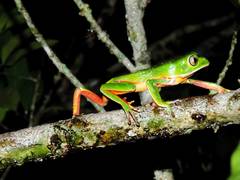 Phyllomedusa distincta