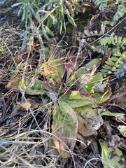 Plantago depressa