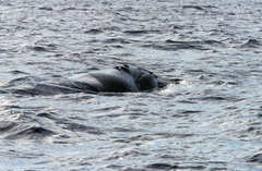 Eubalaena glacialis