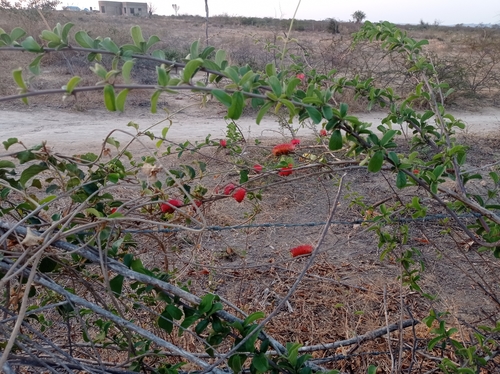 Combretum purpureiflorum (Combretum purpureiflorum)