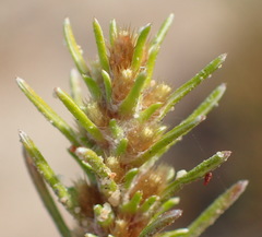 Ifloga glomerata