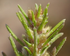 Ifloga glomerata
