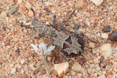 Microcerus
