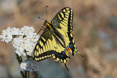 Papilio machaon oregonius