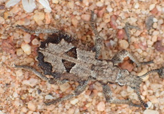 Microcerus